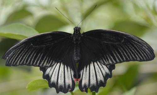Papilio rumanzovia
